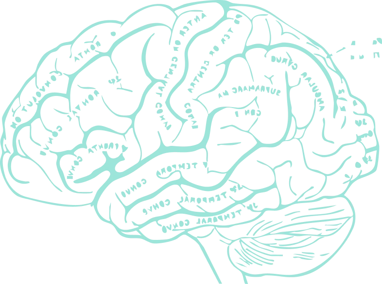 brain